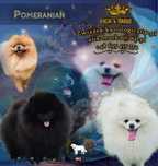 Szpic miniaturowy Pomeranian suczki
