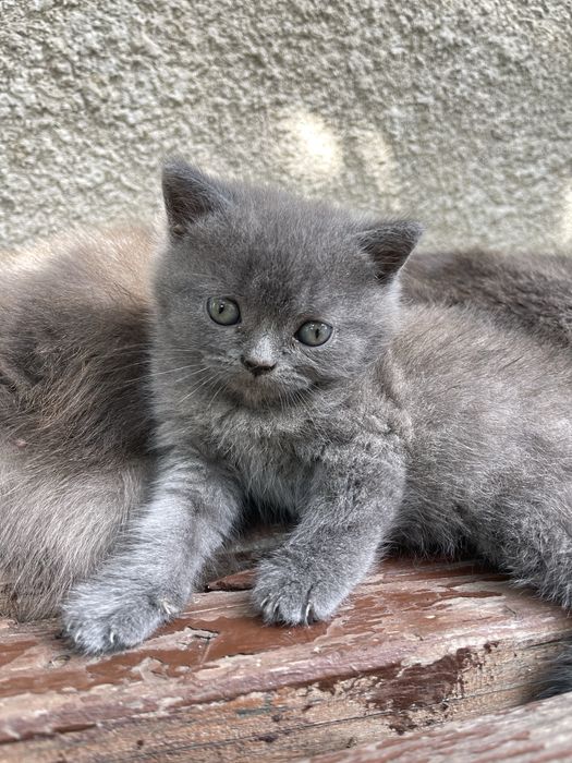 Кошеня висловухе шотландець