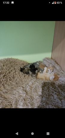 Котята в добрые руки.