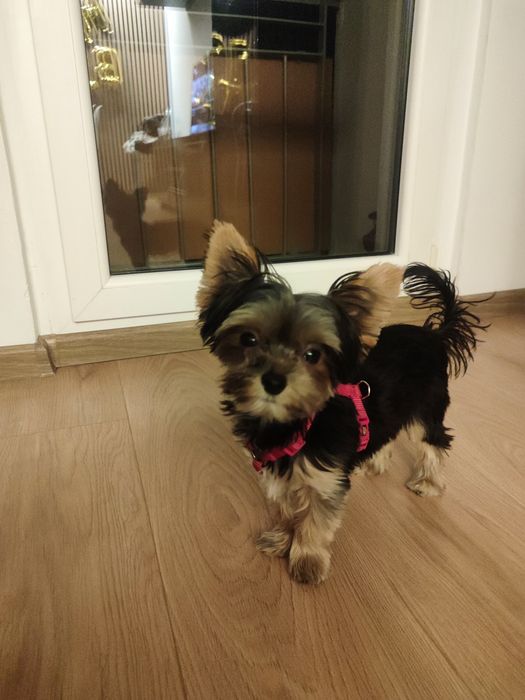 Yorkshire terrier suczka