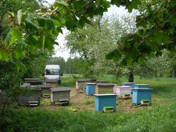Pierzga pszczela 5kg z własnej pasieki w Stoczku Łukowskim