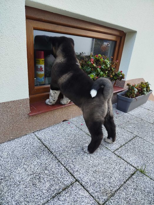 Akita amerykańska FCI