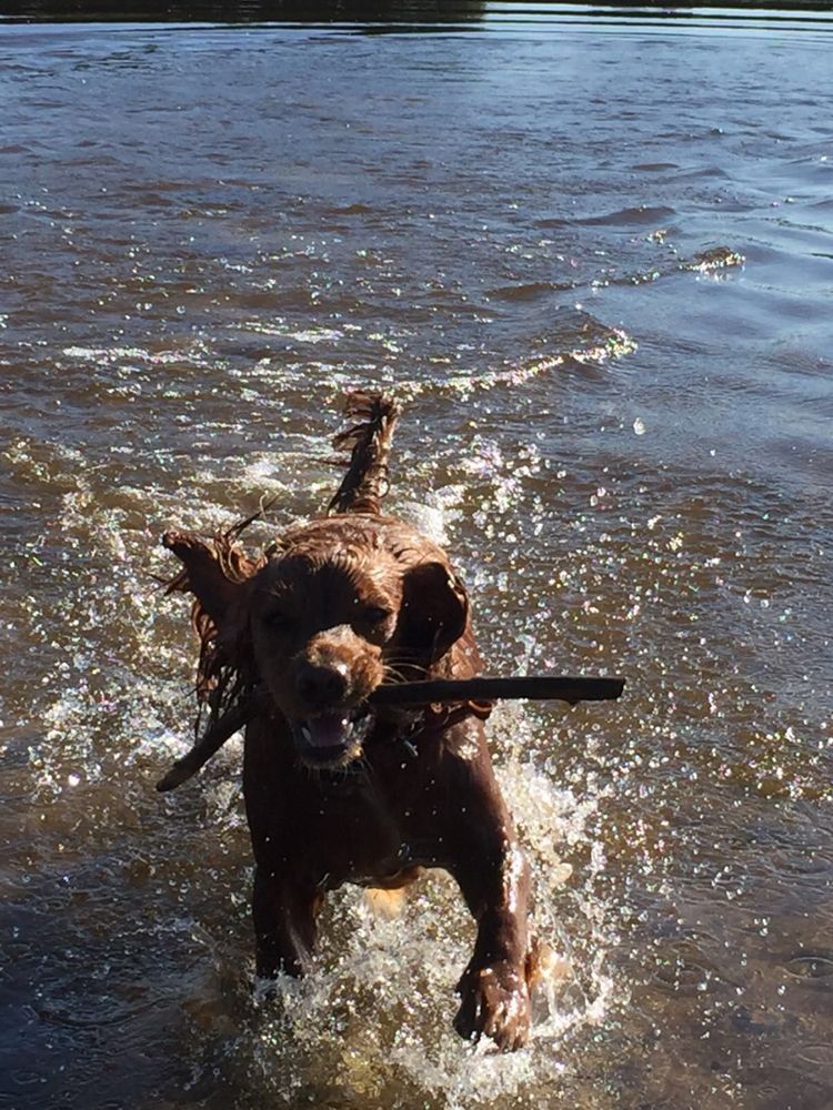 Suczka Cocker Spaniel Angielski do rezerwacji