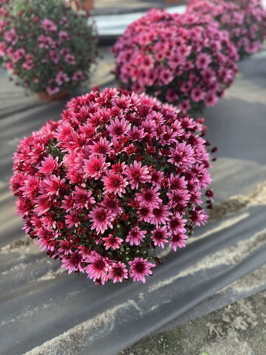 Chryzantemy - detal, hurt