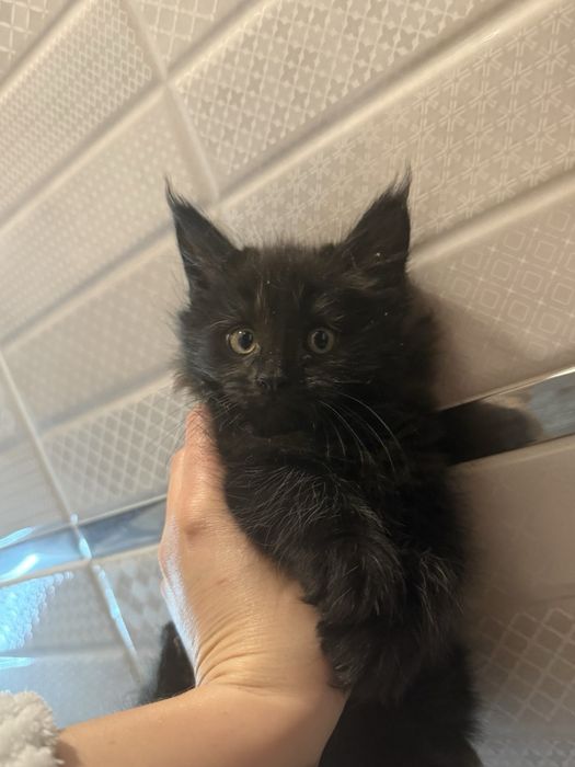 Пропоную чудових котят породи Мейн-кун.Питомник з хорошим родословним.