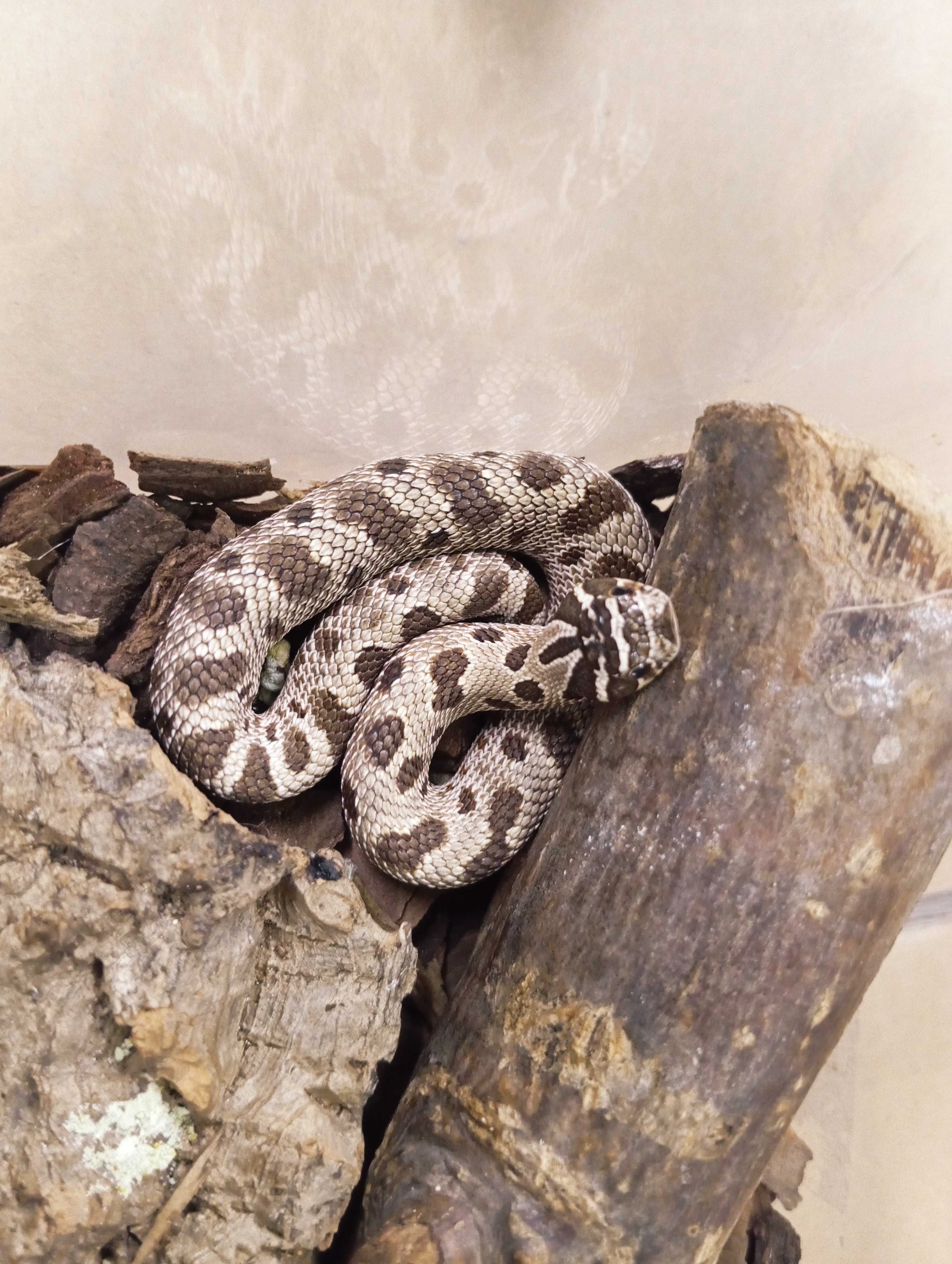 Heterodon zachodni anaconda
