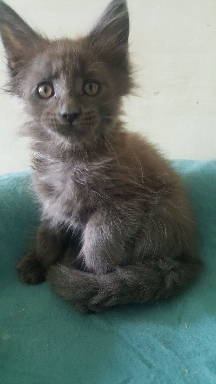 Koteczka Maine Coon