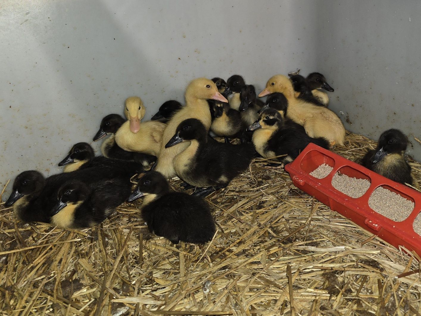 Kaczki młode Pekin, Cayuga-mix