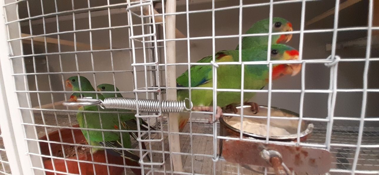 Swift Parrot 2025