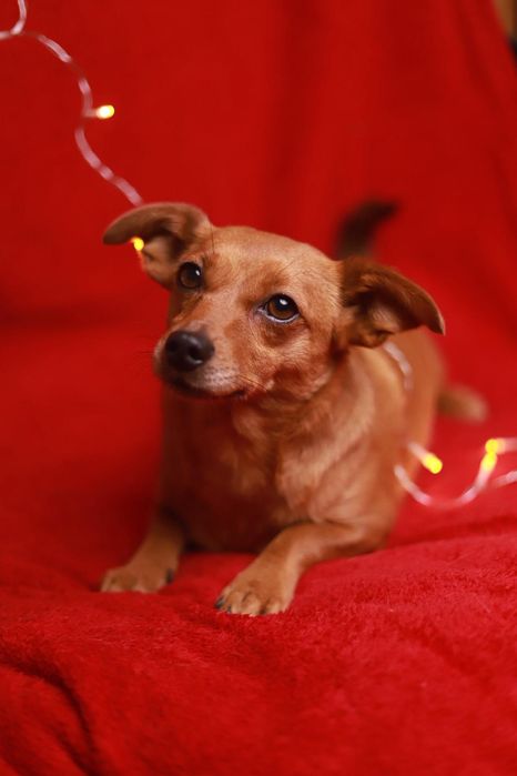 Sunia kompaktowych rozmiarów,  w sam raz do kochania! Przygarniesz ją?