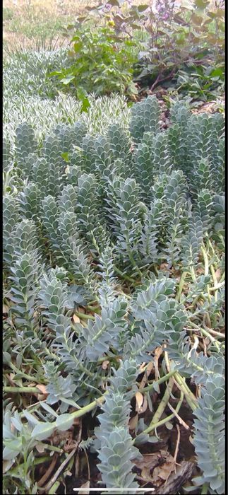 Продам надлишки квітів з власного саду. Ясколка, ломикамінь, очіток.