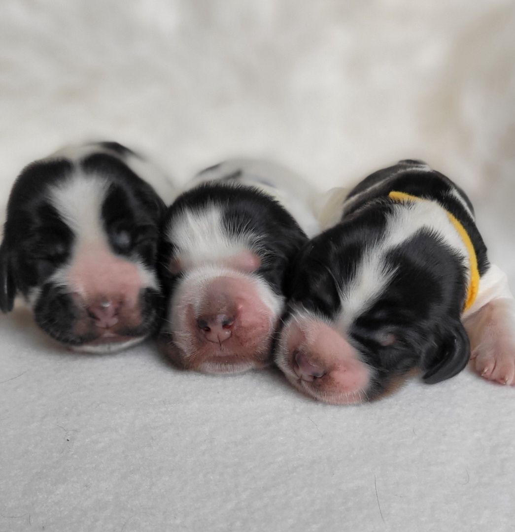 Cocker spaniel angielski  badnia