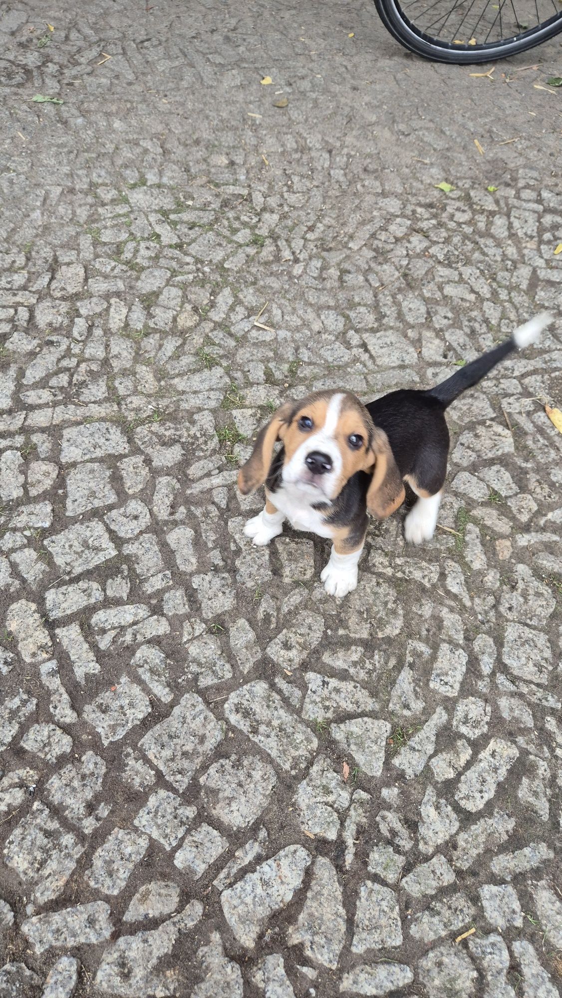 Beagle, piesek z rodowodem