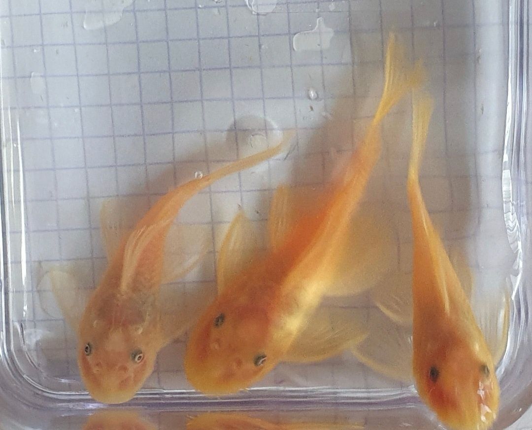 Ancistrus L144 Lemon Zbrojnik Glonojad Wysyłka
