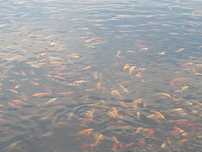 Karp koi 60zł/kg kolorowy kolor ozdobny 2-4szt/kg