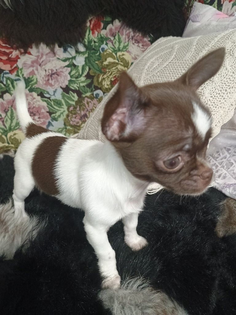 Chihuahua XXS, delikatna dziewczynka „CALLA"
