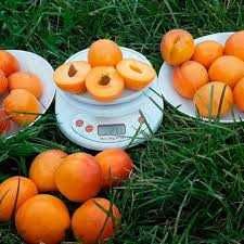 Хурма Інжир Яблуня Персик Черешня Груша Слива Абрикос Азіміна Магнолії