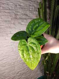 Anthurium Villenaorum x Luxurians 1