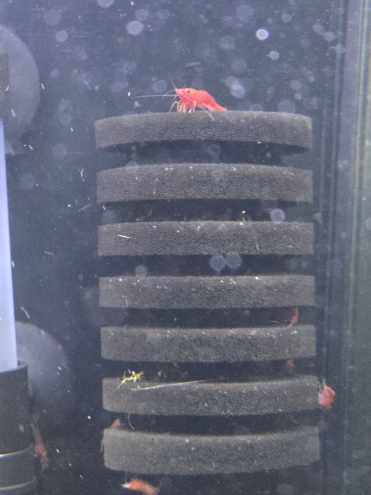 Camões Neocaridina Red Sakura