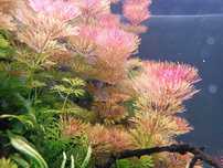 Limnophila sessiliflora