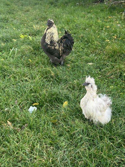 Silka  3 koguty,tata i synowie