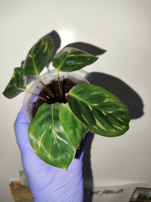 Калаткя маккоя кімнатна