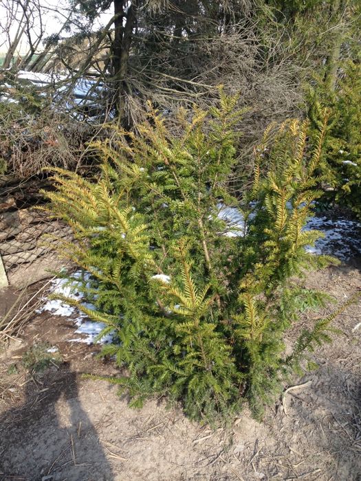 Тис ягідний крупномір 1.6 - 2 м(тис ягодный, Taxus baccata)