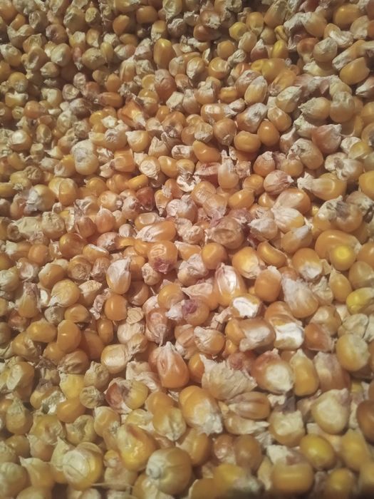 Kukurydza sucha, zbiór 2025.