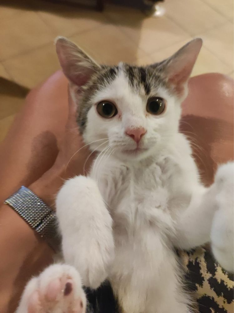 Mruczek szuka domu  kot koty kociaki do adopcji oddam za darmo