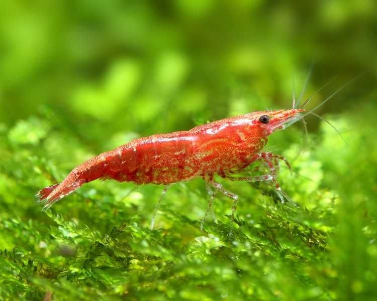Krewetka RED CHERRY - Wiśniowa - Neocaridina - Caridina - wysyłka