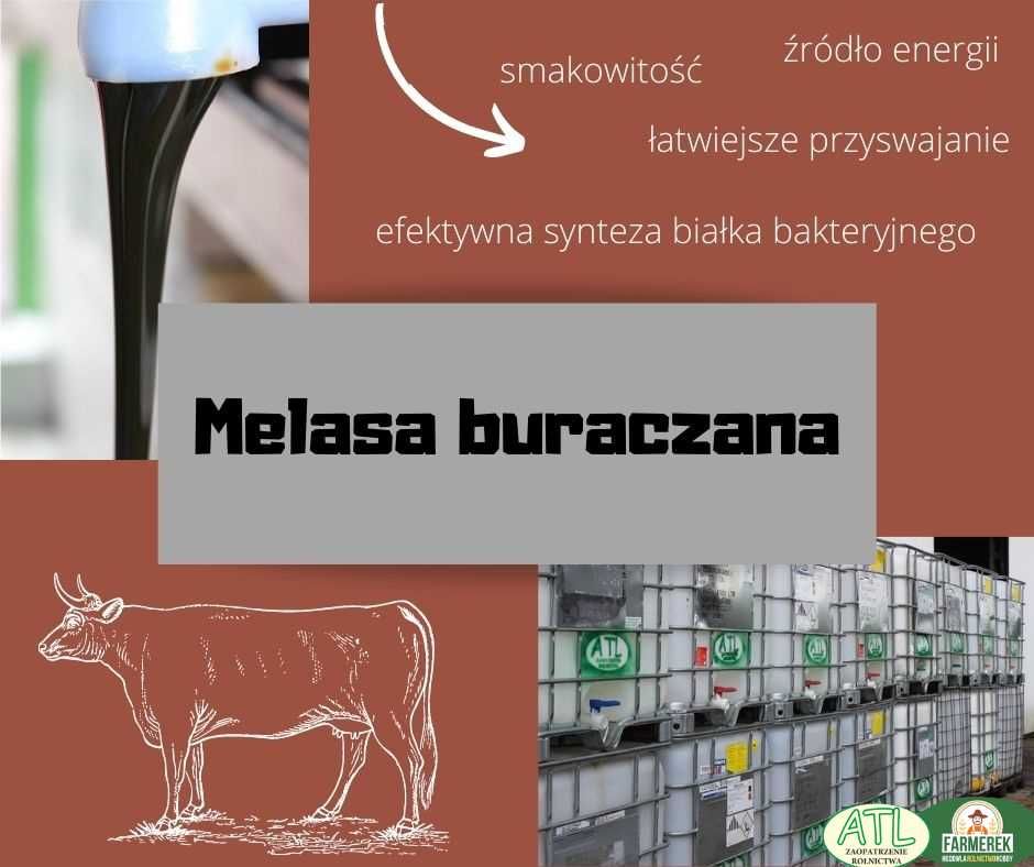 melasa buraczana