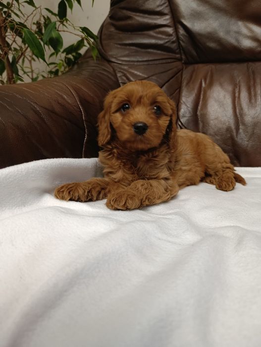 Cavapoo śliczna Suczka