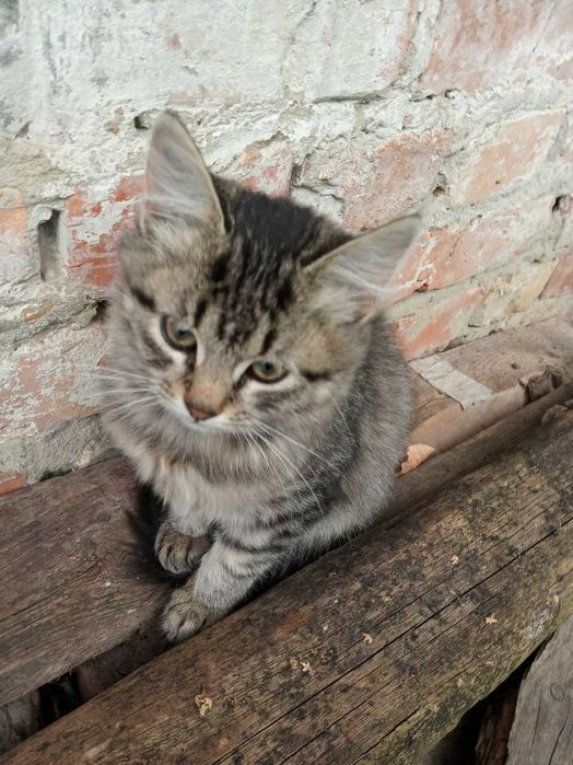 Віддамо кошенят в хороші руки