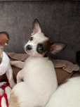 Chihuahua suczka