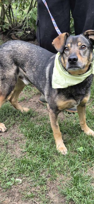 Przemiły psia do adopcji