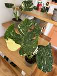 Monstera Albo Variegata 40cm - 3 unidades, valor POR UNIDADE