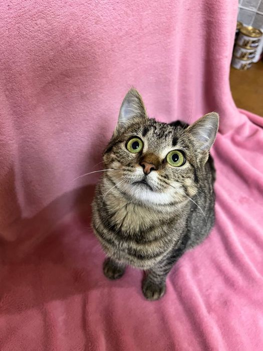 Кошеня підліток дівчинка смугаста 5-6 міс. Дуже ласкава! Шукає сімʼю!