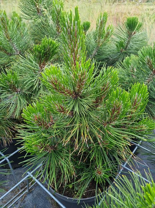 Sosna bosniacka doniczka 5l Satelit