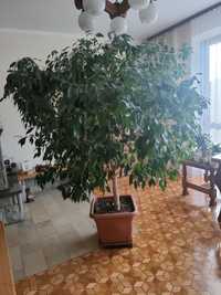 Duży kwiat Ficus Benjamina