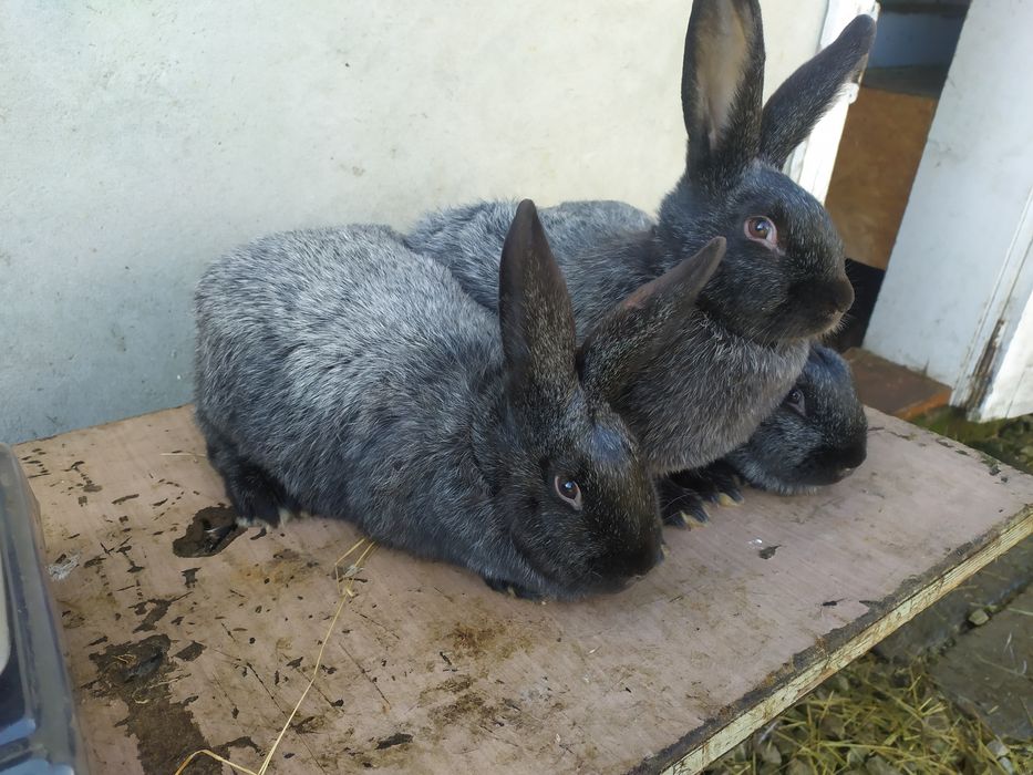 Продаю кролі Полтавське срібло