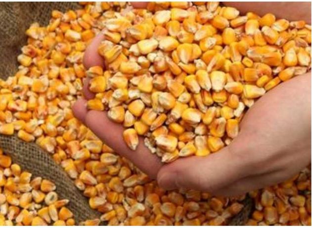 Продається сухе зерно кукурудзи 6грн