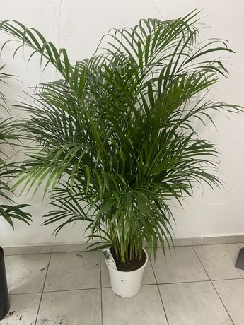 Пальма Арека (Дипсис) h 160 см
