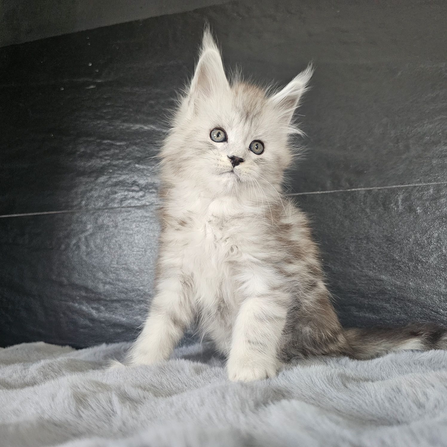 Kocurek Maine coon rodowód fpl FIFe