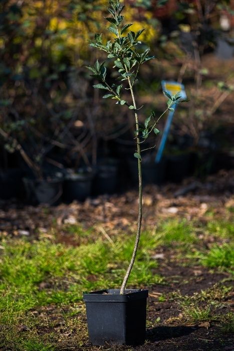 Trzmielina Pospolita (Euonymus Europaeus) wysokość 50-70 cm, donica 2l
