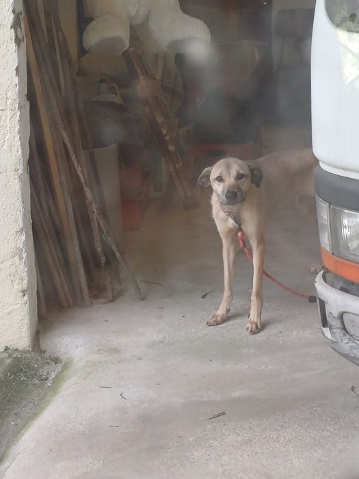 Cadela raça lavrador com pastor alemão