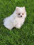 Pomeranian boo aktualne