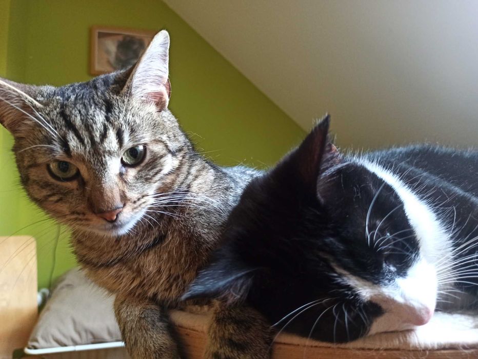 KAJTEK, CIAPUŚ  koty -szukają dobrego domu