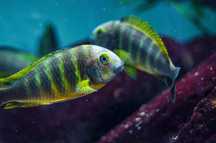 Tropheus Kalemie f1, ciclideos africanos, lago tanganyika