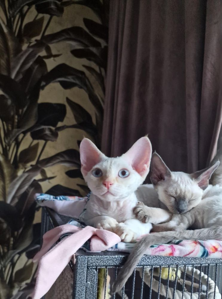 Devon Rex kot kremowy rudy