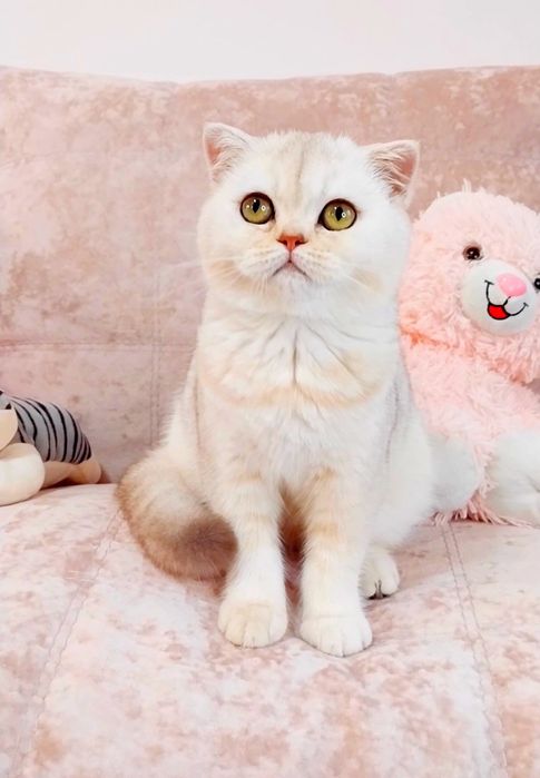 Казкова дівчинка красунечка шотландська киця